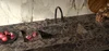 Керамогранит Gardenia Orchidea Slabs