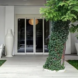 Kauri