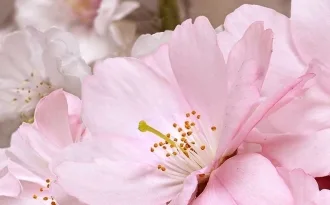 Букет Розовый 07-00-5-09-01-41-662