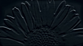 Colour D-Sunflower Black