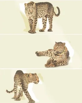 Comp. Luxury Leopard Crem