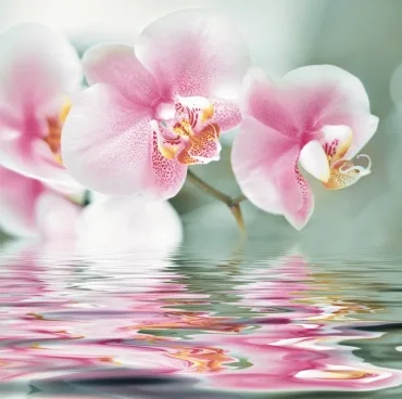 Панно Ceracasa Deco Flower 10 Orchiee Brillo 73x75 глянцевое