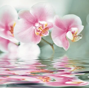 Панно Ceracasa Deco Flower 10 Orchiee Brillo 73x75 глянцевое