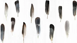 Плитка Vallelunga Decorandum Pluma 50x100 матовая