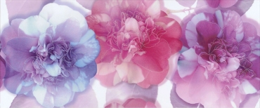 Декоративный элемент Polcolorit DN-Arco Digital Peonia 25x60 глянцевый