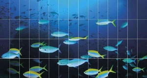 Панно FMG Coral Reef Fish Comp (60Pcs 300X150) Y4UN00D225206 1200x2250 матовое