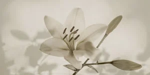 Декоративный элемент Gardenia Orchidea Gioia Lillum Decor Brit Ret PF09651 60x120 матовый