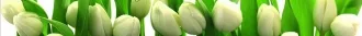 L-Digital Tulipany
