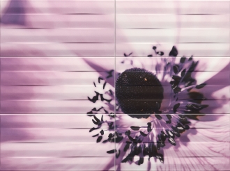 O-Maxima Violet 2