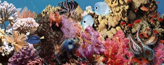 Ocean Reef 1