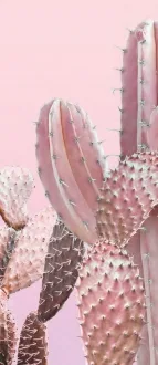 Operae Cacti Rosa OP120278CAR