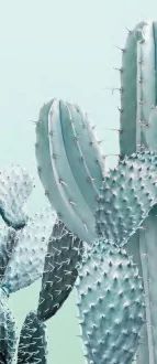 Operae Cacti Verde OP120278CAV