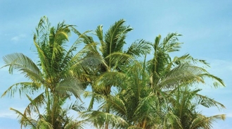 Surface Dec Palm Panno A