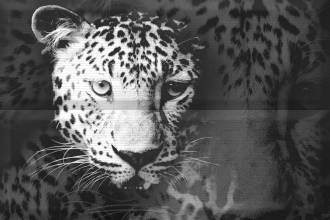 Aure Composicion Leopard