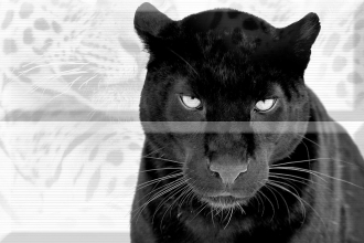 Aure Composicion Puma