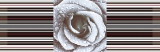 Aure Decor Rose 02