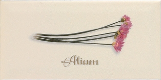 Biselado Decor Alium Crema