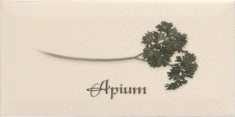 Biselado Decor Apium Crema