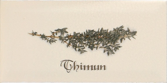Biselado Decor Thinum Crema