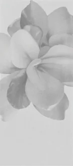 Glam Grigio Decoro Camelia