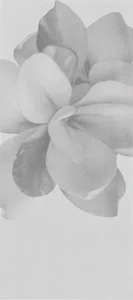 Декоративный элемент Polis Glam Grigio Decoro Camelia 20x45 глянцевый