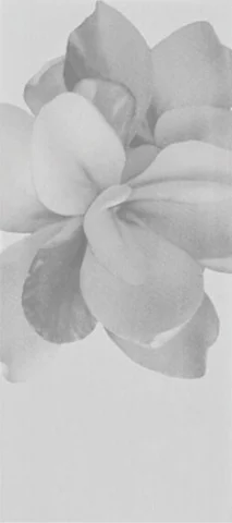 Декоративный элемент Polis Glam Grigio Decoro Camelia 20x45 глянцевый