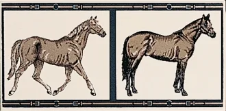Horses su Panna