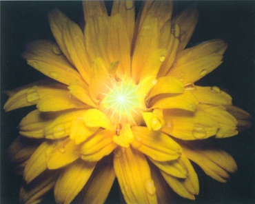 Декоративный элемент Vallelunga Look Fiore Giallo 40x50 матовый