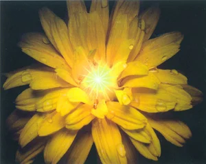 Декоративный элемент Vallelunga Look Fiore Giallo 40x50 матовый