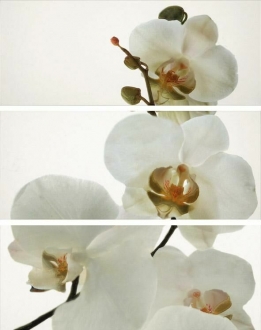 Pure Decor Set Orquidea Blanco Brillo