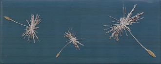 Rich Aster I Marino
