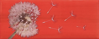 Rich Aster II Rojo
