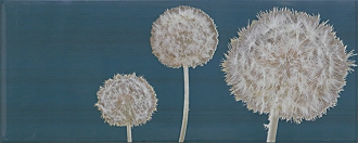 Rich Aster III Marino